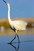BRD 23 MH0006 01
Portrait Of Little Egret Walking In Shallow Water