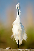 BRD 23 MH0007 01
Portrait Of Little Egret Standing On Rock