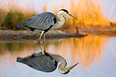 BRD 23 MH0008 01
Grey Heron Standing In Shallow Water By Reflection