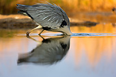 BRD 23 MH0009 01
Grey Heron Fishing In Shallow Water By Reflection