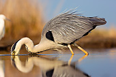 BRD 23 MH0010 01
Grey Heron Fishing In Shallow Water By Reflection