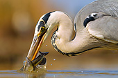 BRD 23 MH0011 01
Close-Up Of Grey Heron Catching Fish In Shallow Water