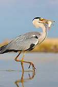BRD 23 MH0012 01
Portrait Of Grey Heron Walking Through Shallow Water With Fish