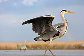 BRD 23 MH0013 01
Portrait Of Grey Heron Walking Through Shallow Water With Wings Spread
