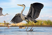 BRD 23 MH0014 01
Portrait Of Grey Heron Standing In Shallow Water With Wings Spread