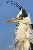 BRD 23 MH0015 01
Portrait Of Grey Heron Sitting Against Blue Sky