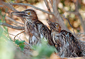 BRD 23 RK0002 03
Two Great Blue Heron Chicks Sitting In Nest