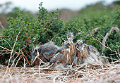 BRD 23 RK0004 02
Great Blue Heron Chicks Sitting In Nest