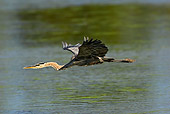 BRD 23 TK0002 01
Great Blue Heron Flying Over Water