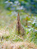 BRD 23 WF0001 01
Eurasian Bittern Standing On Grass In Camouflage Position