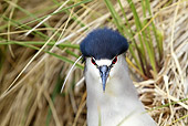 BRD 23 WF0002 01
Head Shot Of Night Heron In Grass