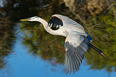 BRD 23 NE0001 01
Great Blue Heron Flying Over Water
