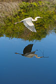 BRD 23 NE0002 01
Great Blue Heron Flying Over Water