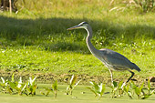 BRD 23 NE0003 01
Great Blue Heron Walking In Marsh