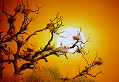 BRD 23 RK0010 02
Great Blue Herons Nesting In Tree With Bare Branches Against Sunset