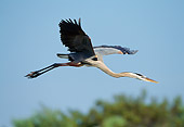 BRD 23 TK0001 01
Great Blue Heron Flying Above Trees Blue Sky