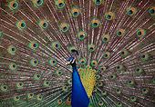 BRD 24 BA0001 01
Peacock Displaying Tail Plumage