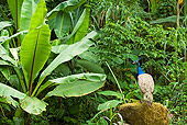 BRD 24 JE0001 01
Peacock Standing On Mossy Rock In Jungle Guatemala