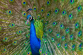 BRD 24 KH0001 01
Close-Up Of Peacock Male Courting Female France