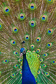 BRD 24 KH0002 01
Close-Up Of Peacock Male Courting Female France
