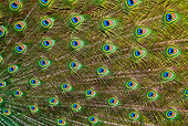 BRD 24 KH0003 01
Close-Up Of Peacock Male Feathers France