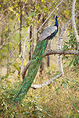 BRD 24 MC0001 01
Indian Peafowl Male Standing On Branch Kanha National Park In Madhya Pradesh, India