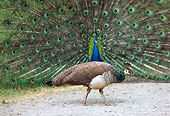 BRD 24 RK0001 08
Peacock With Tail Open On Pavement