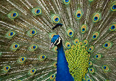 BRD 24 DB0001 01
Peacock Displaying Tail Plumage