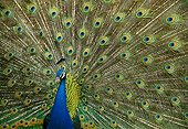 BRD 24 DB0002 01
Peacock Displaying Tail Plumage