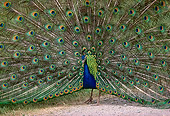 BRD 24 RK0001 10
Peacock With Tail Open On Pavement