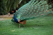 BRD 24 RK0002 02
Peacock With Tail Open On Grass