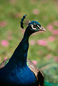 BRD 24 RK0005 03
Head Shot Of Peacock