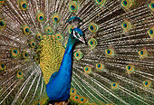 BRD 24 TK0001 01
Close-Up Of Peacock Male Displaying Plumage