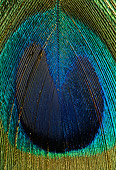BRD 24 TK0002 01
Close-Up Of Peacock Feather