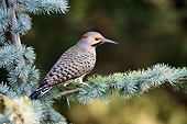 BRD 25 DA0001 01
Northern Flicker Male Perched On Blue Atlas Cedar
