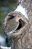 BRD 25 DA0002 01
Northern Flicker Male Perched On Dead Tree In Winter