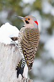 BRD 25 DA0003 01
Northern Flicker Male Perched On Dead Tree In Winter