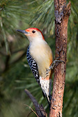 BRD 25 DA0004 01
Red-Bellied Woodpecker Male Perched On Pine Tree