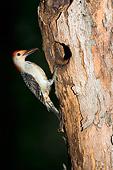 BRD 25 DA0005 01
Red-Bellied Woodpecker Male Perched At Nest Cavity At Night