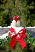 BRD 25 DA0006 01
Red-Headed Woodpecker Perched On Fence With Red Bow In Winter