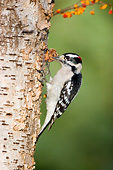 BRD 25 DA0007 01
Downy Woodpecker Male On Birch Tree With Bittersweet Vine