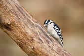 BRD 25 DA0008 01
Downy Woodpecker Male Perched On Tree