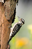 BRD 25 DA0009 01
Hairy Woodpecker Female Perched On Tree Trunk