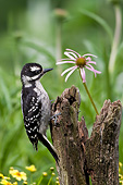 BRD 25 DA0010 01
Hairy Woodpecker Female Perched On Fence Post In Garden
