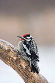 BRD 25 DA0011 01
Yellow-Bellied Sapsucker Male Sitting On Branch