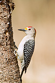 BRD 25 DA0012 01
Golden-Fronted Woodpecker Male Perched On Tree Trunk