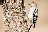 BRD 25 DA0013 01
Golden-Fronted Woodpecker Male Perched On Tree Trunk