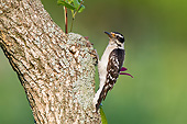 BRD 25 DA0014 01
Downy Woodpecker Male Perched On Snag, Illinois