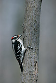 BRD 25 GR0001 01
Downy Woodpecker Perched On Tree Trunk