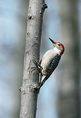 BRD 25 GR0002 01
Red-Bellied Woodpecker Perched On Tree Trunk